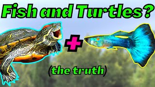Can FISH Live  With TURTLES!?  - Turtle Tankmates