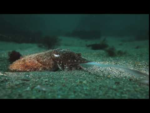 Common cuttlefish hunting at night, UK