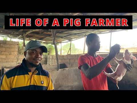 A Day in the life of a Pig Farmer- Documentary