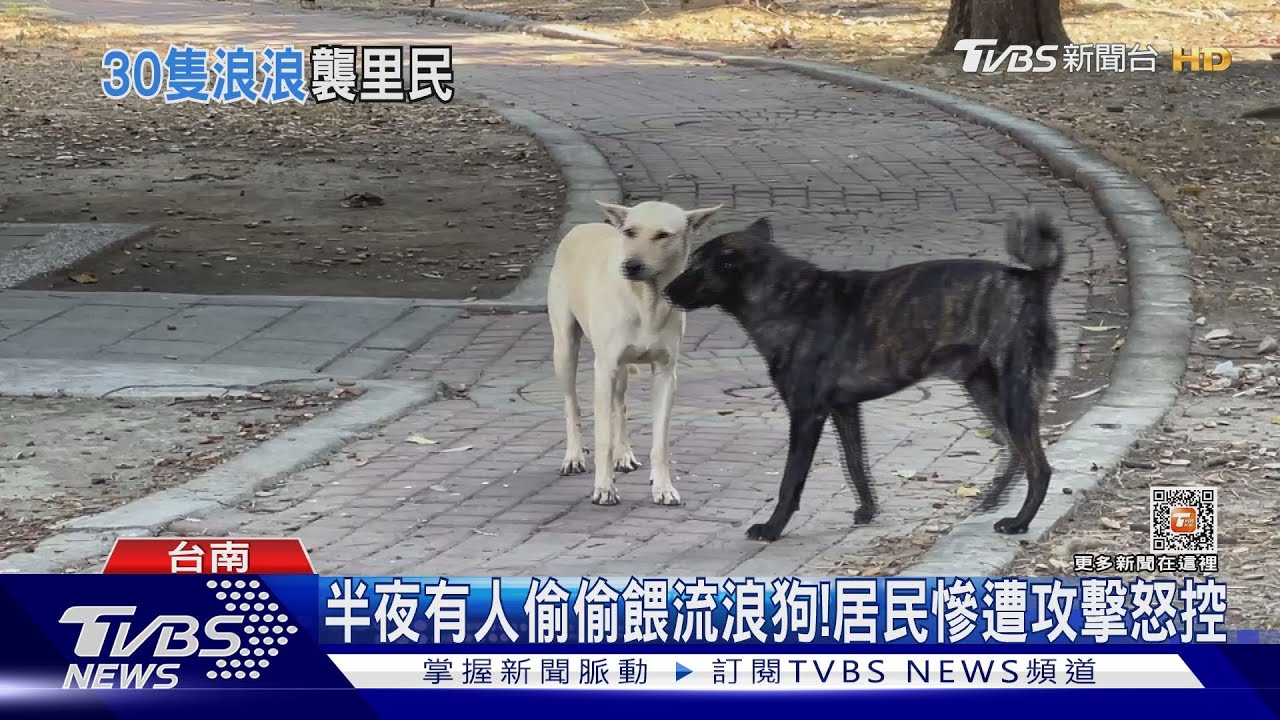 害怕下田!30隻野狗群聚狂追猛咬 居民連續慘摔受傷