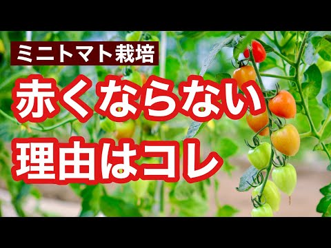 , title : '【ミニトマト栽培】赤くならない理由はこれ！効果的な対策や対応策もお話しします'