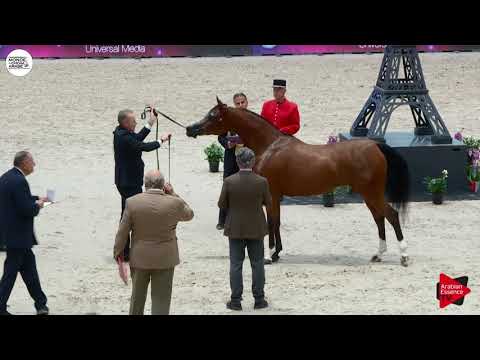 N.62 LC FARFALLA - Paris 2018 - Senior Mares (Class CM 3A)