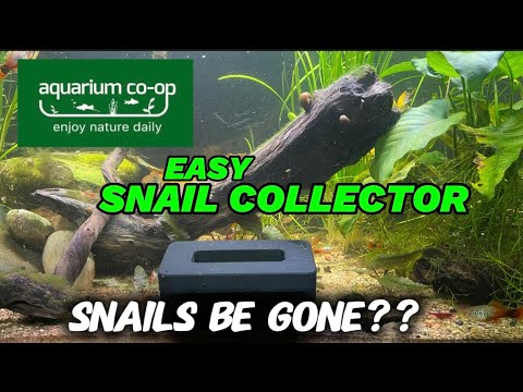 Aquarium Co-Op Easy Snail Collector Tested: Is It Worth It?