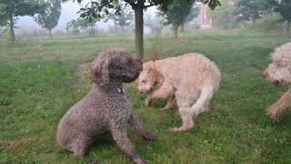 Video preview image #2  Breeder Profile in LYNDEN, WA, USA