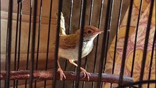Suara Burung Prenjak Lumut Blog Tentang Burung