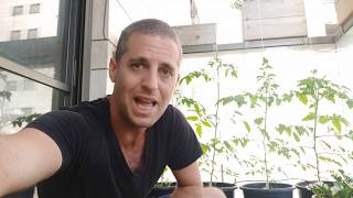איך לגדל עגבניות שרי במרפסת - מדריך לגידול עגבניות בעציצים בגינת מרפסת או בגג