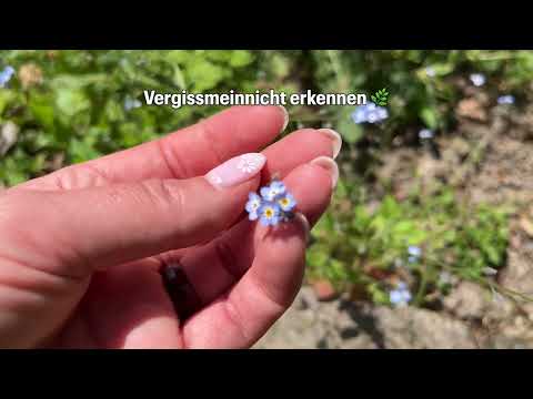 Vergissmeinnicht erkennen