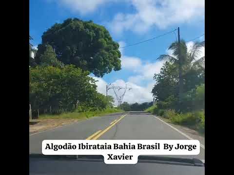 Algodão Ibirataia  Bahia  Brasil  By: Jorge Xavier 14 de fevereiro de 2024