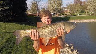 FLOATING Bread In PONDS To Catch Grass Carp