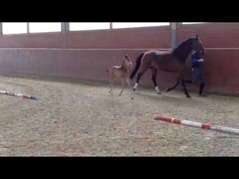 Colt by Sir Heinrich x Floresco/ De Niro * March 2017