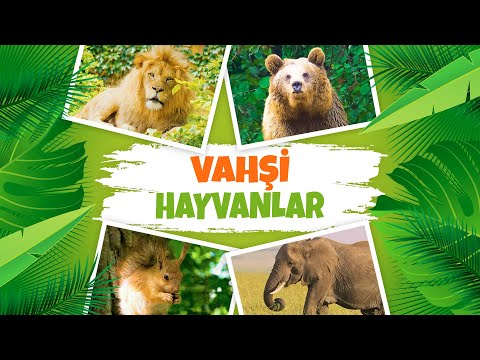 Vahşi Hayvanların Gerçek Görüntüleri ve Sesleri | Çocuklar İçin Eğitici Video