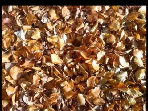 Bob Holroyd - Autumn Leaves. Official.