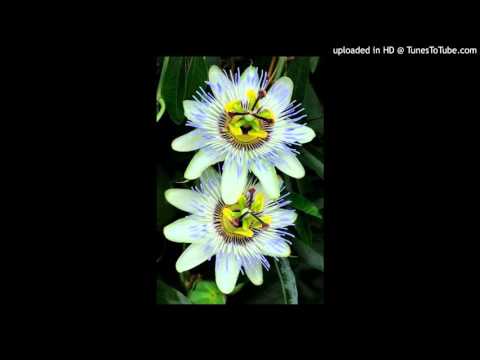 Today's Tango Is... La Canción (Flor de Mburucuyá) - Francisco Canaro 27-10-1959