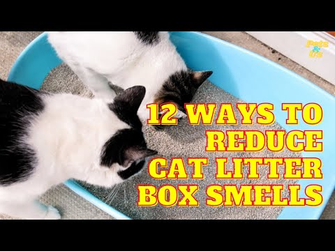 12 Ways to Reduce Cat Litter Box Smells | Control Litter Box Odors | Pets and Us