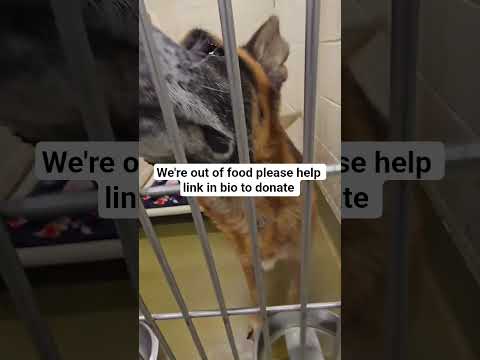 we're out of food please donate link in bio to donate #LosAngeles#Chicago#Texas#Florida#california