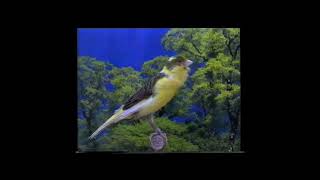 Download lagu Aquellos maravillosos Timbrados mp3