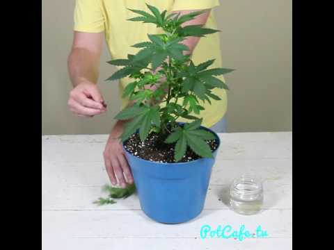 MARIJUANA PLANT PRUNING TECHNIQUE #1 - LOLLIPOPPING