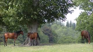 The Blue Maxi - Here Comes Summer