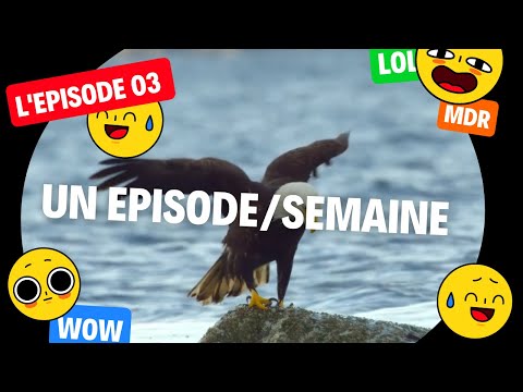 ZAP & CO (ZAP DÉTENTE / CHOC & INSOLITE / MALAISE TV / LES PIRES K-SOS DU NET) EPISODE #03