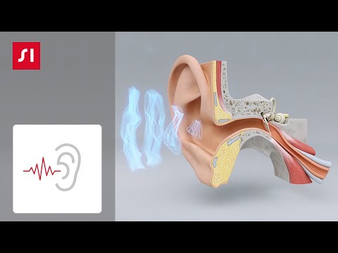 How hearing works | Signia Hearing Aids