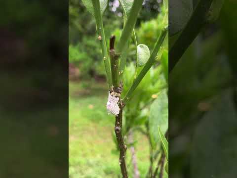 庭のコナカイガラムシの治療法: 祖母の効果的な 5 つの治​​療法  庭園