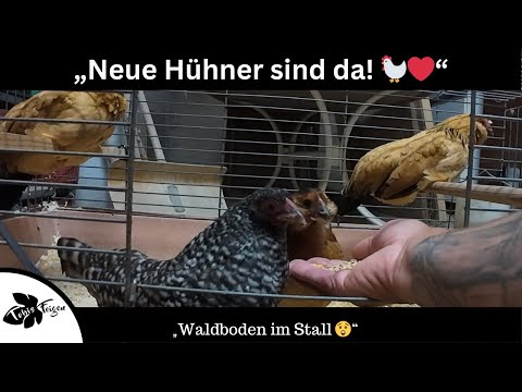 New chickens moving in 🐓 Forest floor in the coop | Tips against mites