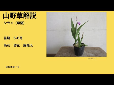 エンレイソウは持続する