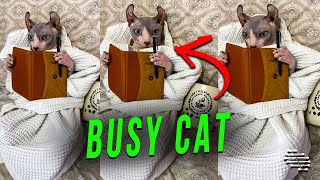 Download lagu Tucked in Cat Seems to Be Busy Taking Notes mp3