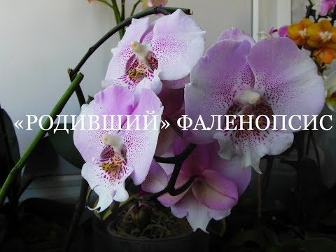 Как дела у пациента?!))) Новинка - ароматка. Амстердам лишился последнего цветоноса!