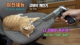 상위 0.1% 고양이??  도대체 어떻기에...  This is the top 0.1% cat  (랭이 개인기)