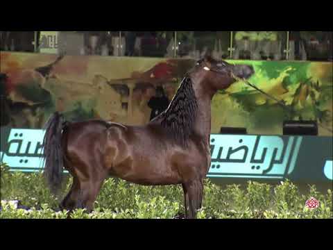 N.283 MANSOUR AL JALAWIYAH - 2020 PSAIAHF Al Khalediah Show - Stallions 7-9 Years Old (Class 11A)