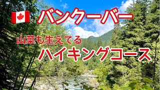 山菜も生えてる自然たっぷりハイキングコース