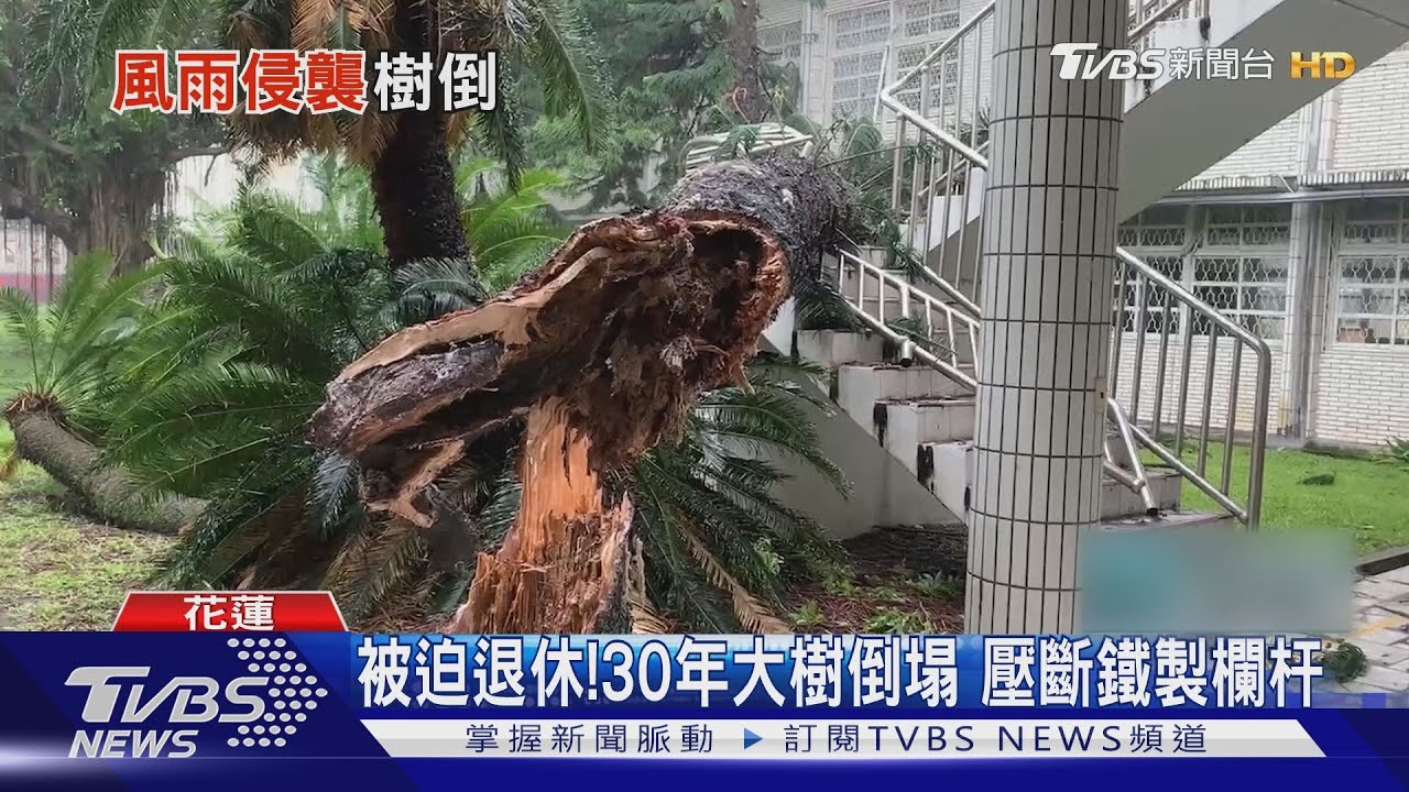 被迫退休!30年大樹倒塌 壓斷鐵製欄杆