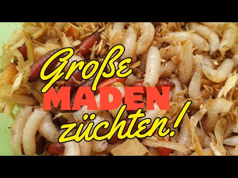 Breeding large maggots for fishing yourself. Maggot breeding 4K video.