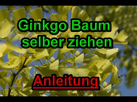 Growing a Ginkgo tree yourself - Propagating Ginkgo trees / Ginkgo plants - Instructions