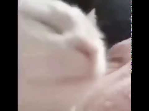 catJAM twitch emote OG