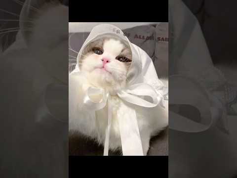 cat lover #nasheedplaylist #islamicstatus