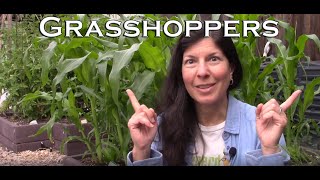 How to Manage Grasshoppers in Your Garden