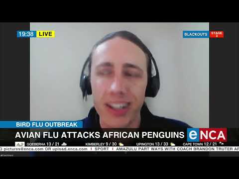 Bird Flu Outbreak Avian flu attacks African penguins