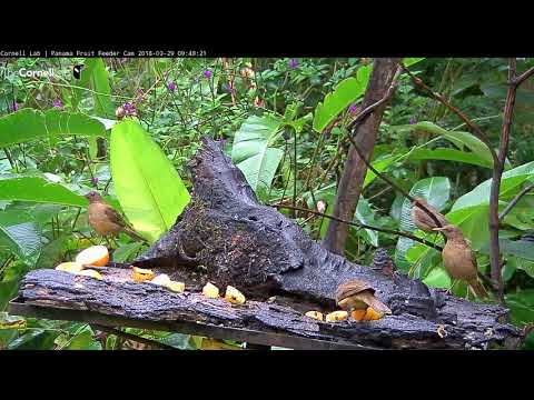 Clay-colored Thrushes Populate Panama Fruit Feeder – March 29, 2018