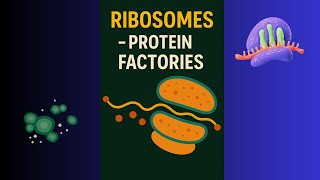 Ribosomes: Protein Factories of Life.