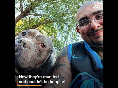 "Handsome Meatball" Instagram post helps reunite dog!