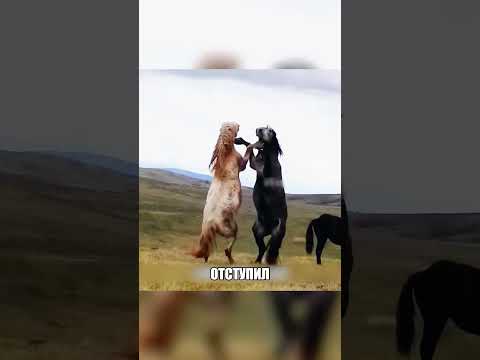 Изгой в одиночку пошел против ТАБУНА 🤯🌪🐎