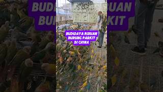 Download lagu cara budidaya ribuang burung parkit di china mp3