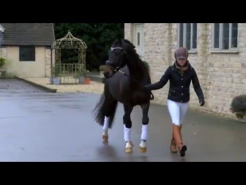 Woodlander Sir Gorgeous - FEI Pony Potential