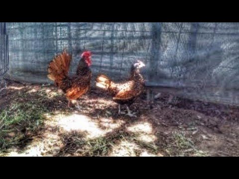 , title : 'Most Beautiful Chicken Breeds | Golden Sebright Chicken and Rooster 🐔🐓'