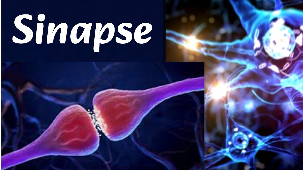 Sinapse