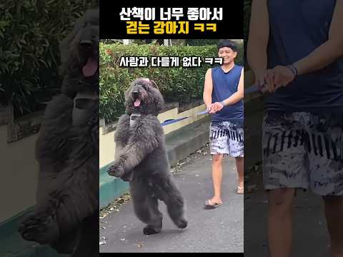 산책이 너무 좋아서 걷는 강아지 ㅋㅋ