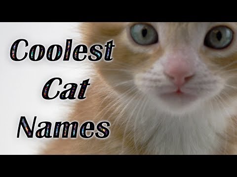 💕BEST CAT NAMES Coolest Kitten Names (Watch Cute Kitties) VOTE FOR YOUR FAVORITE CAT NAME ⭐