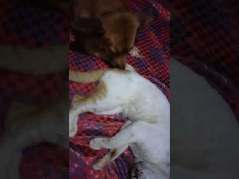 #puppyandbulinggit#youtubeshorts